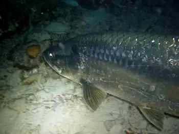 Tarpon