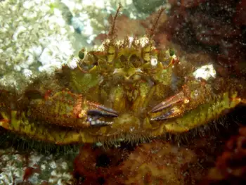 Helmet Crab