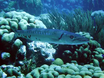 Barracuda