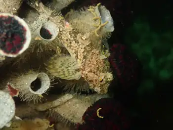 Sculpin