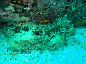 horrens sea cucumber