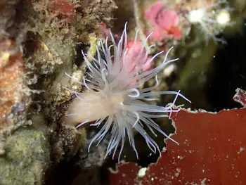 Tiny Orange Anemone