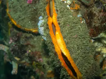 Rock Scallop