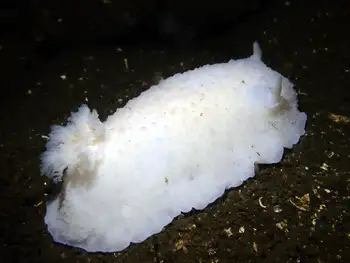 White Nudibranch
